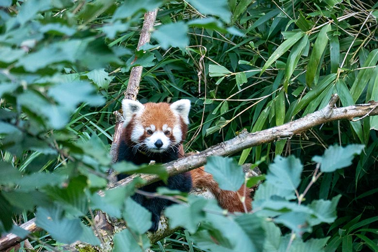 Weiblicher Kleiner Panda UMA und männlicher Kleiner Panda LIAM (rechts) am 10. August 2024 auf ihrem Lieblingsbaum auf der Außenanlage im Grünen Zoo Wuppertal