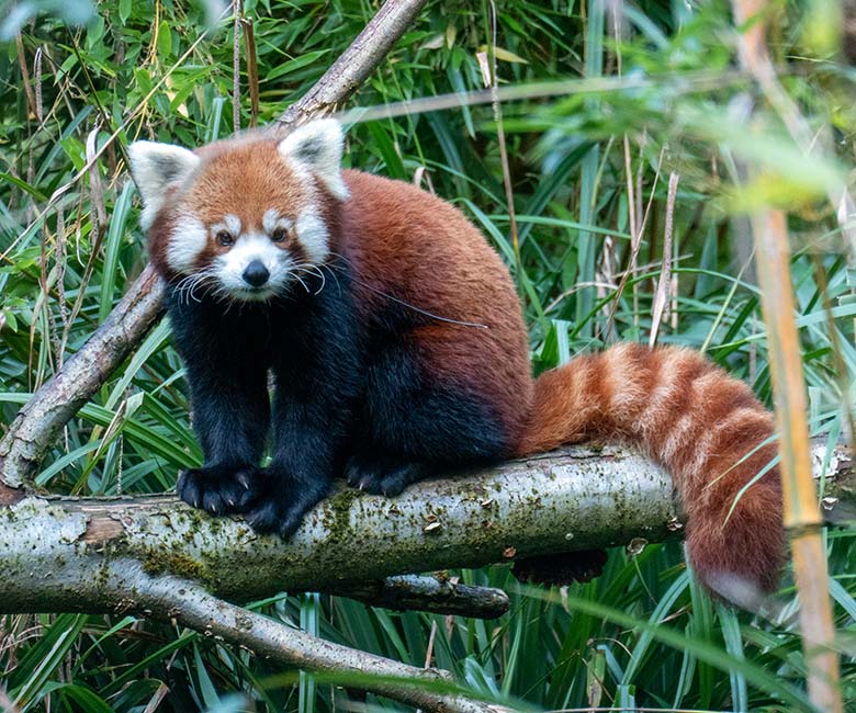 Weiblicher Kleiner Panda UMA und männlicher Kleiner Panda LIAM (rechts) am 10. August 2024 auf ihrem Lieblingsbaum auf der Außenanlage im Zoologischen Garten Wuppertal