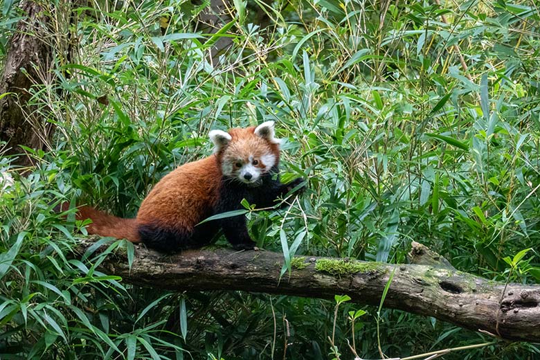 Weiblicher Kleiner Panda UMA am 30. September 2024 auf der Panda-Außenanlage im Wuppertaler Zoo