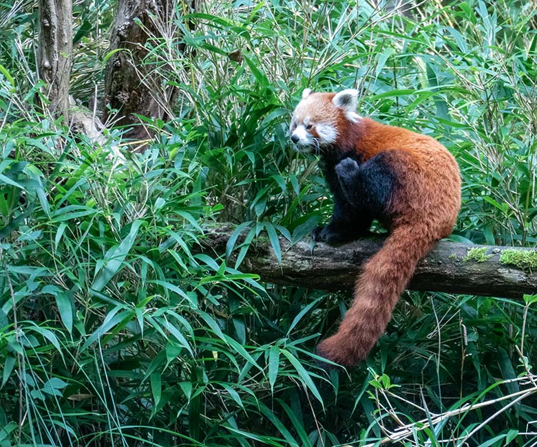 Weiblicher Kleiner Panda UMA am 30. September 2024 auf der Panda-Außenanlage im Zoo Wuppertal