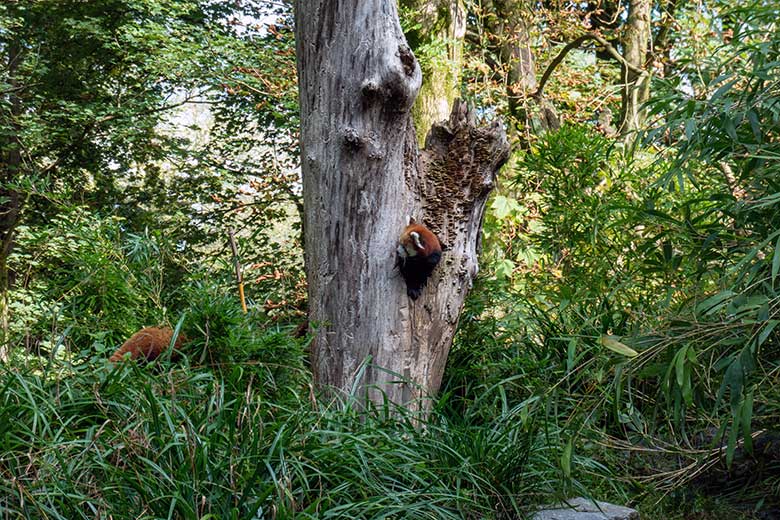 Weiblicher Roter Panda UMA im Baum-Loch und das weibliche Roter-Panda-Jungtier JINJIN (links hinten im Gras) am 4. Oktober 2024 auf der Außenanlage im Grünen Zoo Wuppertal