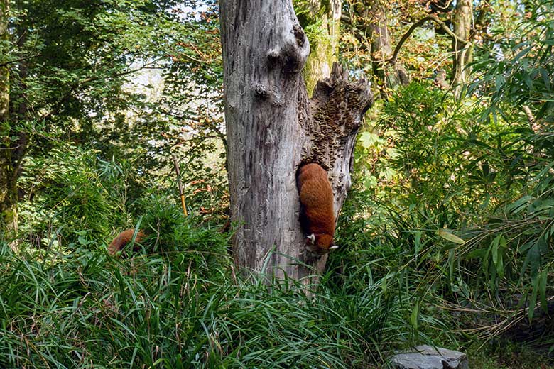 Weiblicher Roter Panda UMA im Baum-Loch und das weibliche Roter-Panda-Jungtier JINJIN (links hinten im Gras) am 4. Oktober 2024 auf der Außenanlage im Zoologischen Garten Wuppertal