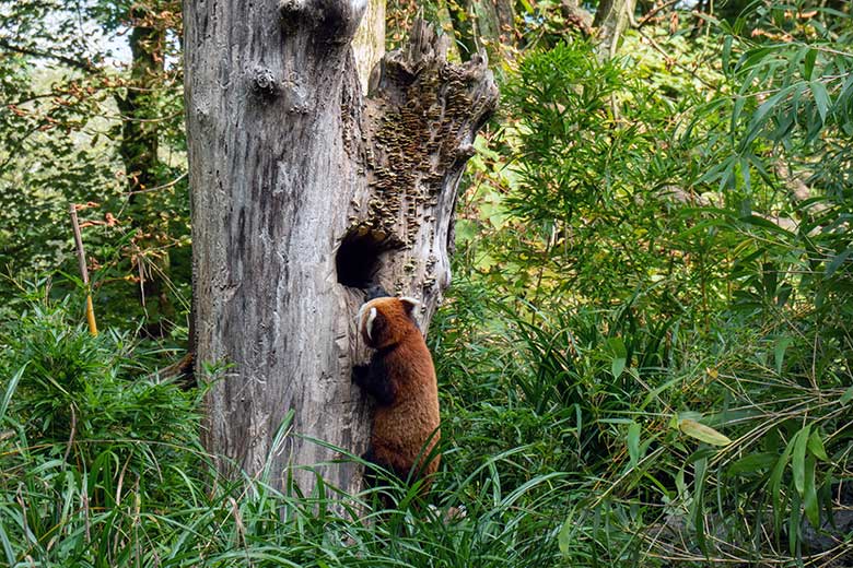 Weiblicher Roter Panda UMA am Baum-Loch und das weibliche Roter-Panda-Jungtier JINJIN (rechts unten im Gras) am 4. Oktober 2024 auf der Außenanlage im Wuppertaler Zoo