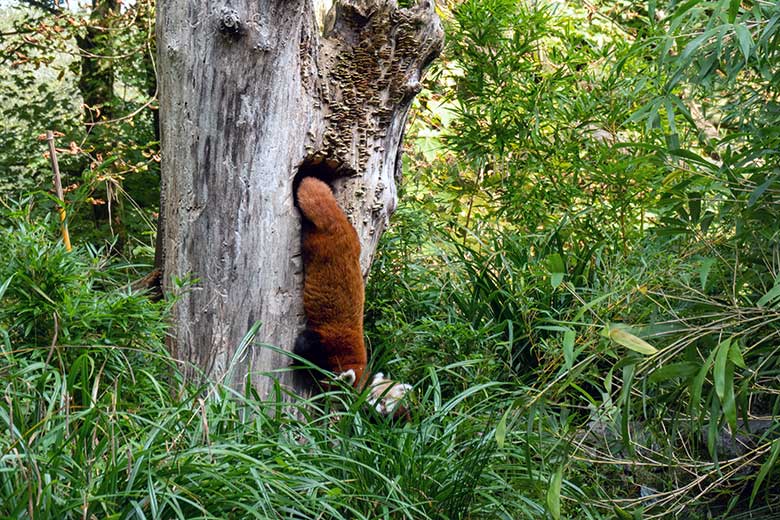 Weiblicher Roter Panda UMA am Baum-Loch und das weibliche Roter-Panda-Jungtier JINJIN (rechts unten im Gras) am 4. Oktober 2024 auf der Außenanlage im Zoo Wuppertal