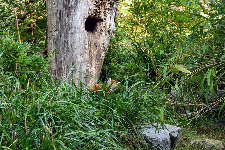 Weiblicher Roter Panda UMA im Baum-Loch mit dem weiblichen Roter-Panda-Jungtier JINJIN unten im Gras am 4. Oktober 2024 auf der Außenanlage im Grünen Zoo Wuppertal