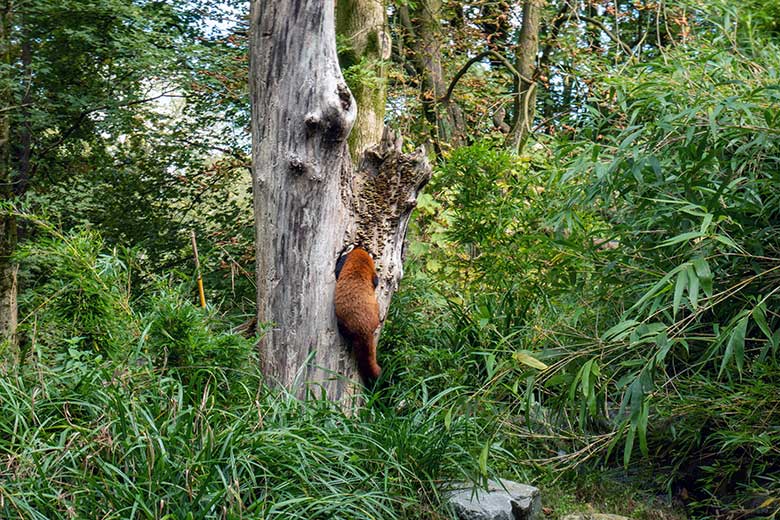 Weiblicher Roter Panda UMA am Baum-Loch und das weibliche Roter-Panda-Jungtier JINJIN (rechts unten im Gras) am 4. Oktober 2024 auf der Außenanlage im Zoologischen Garten der Stadt Wuppertal