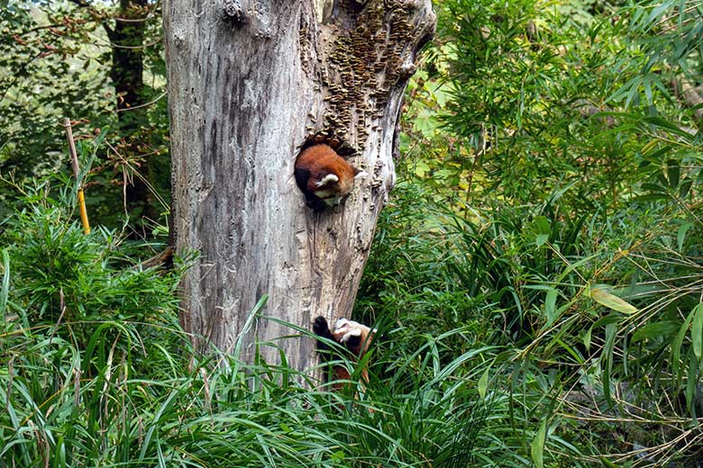 Weiblicher Roter Panda UMA im Baum-Loch und das weibliche Roter-Panda-Jungtier JINJIN (rechts unten am Stamm) am 4. Oktober 2024 auf der Außenanlage im Wuppertaler Zoo