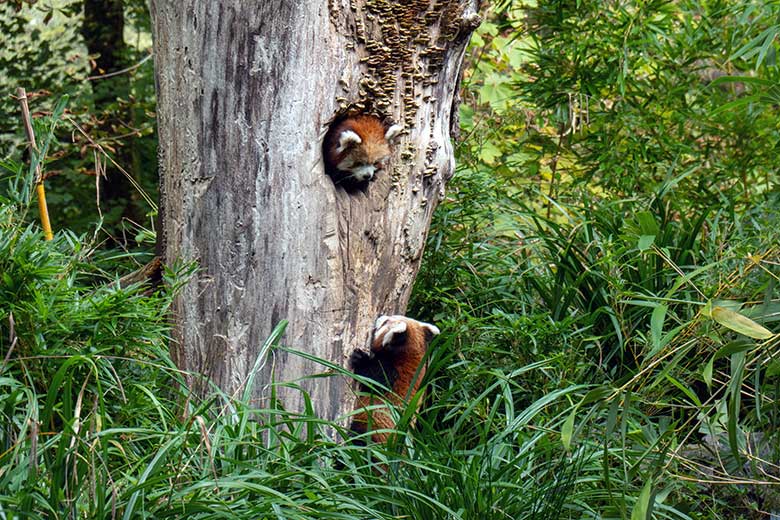 Weiblicher Roter Panda UMA im Baum-Loch und das weibliche Roter-Panda-Jungtier JINJIN (rechts unten am Stamm) am 4. Oktober 2024 auf der Außenanlage im Zoo Wuppertal