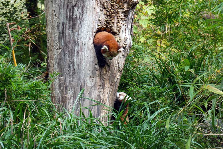 Weiblicher Roter Panda UMA im Baum-Loch und das weibliche Roter-Panda-Jungtier JINJIN (rechts unten am Stamm) am 4. Oktober 2024 auf der Außenanlage im Grünen Zoo Wuppertal