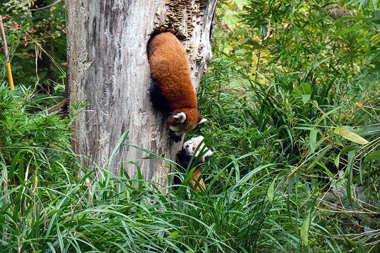 Weiblicher Roter Panda UMA im Baum-Loch und das weibliche Roter-Panda-Jungtier JINJIN (rechts unten am Stamm) am 4. Oktober 2024 auf der Außenanlage im Zoologischen Garten Wuppertal