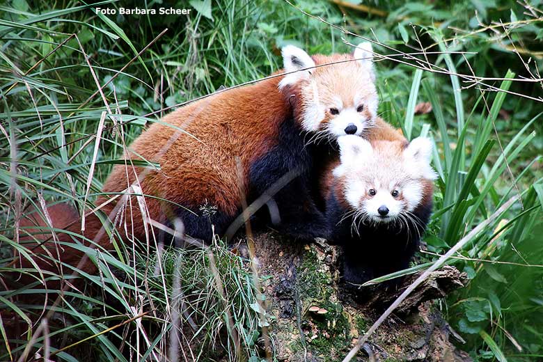 Roter Panda-Mutter UMA und Roter Panda-Jungtier JINJIN am 16. Oktober 2024 auf der Außenanlage im Zoologischen Garten Wuppertal (Foto Barbara Scheer)