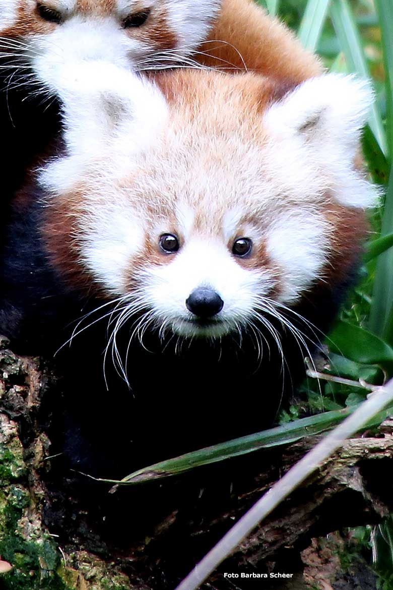 Weibliches Roter Panda-Jungtier JINJIN am 16. Oktober 2024 auf der Außenanlage im Wuppertaler Zoo (Foto Barbara Scheer)