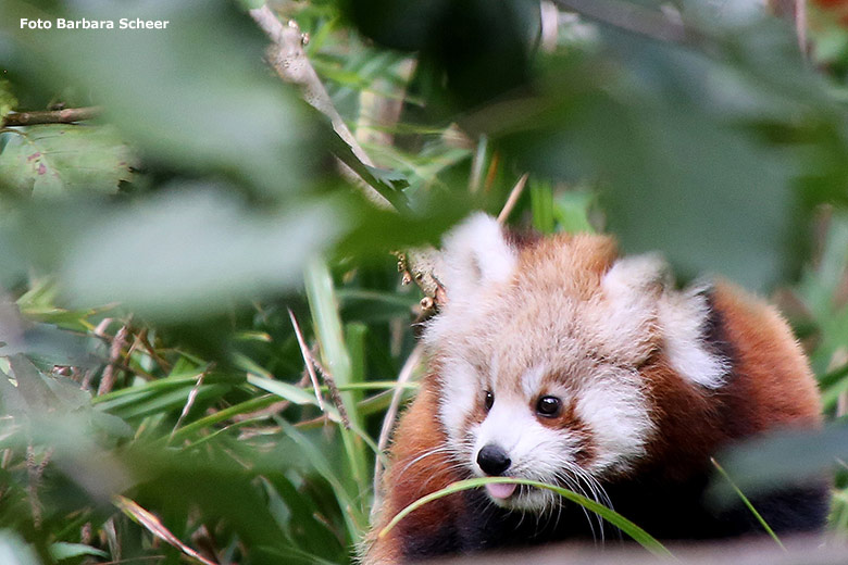 Weibliches Roter Panda-Jungtier JINJIN am 16. Oktober 2024 auf der Außenanlage im Grünen Zoo Wuppertal (Foto Barbara Scheer)