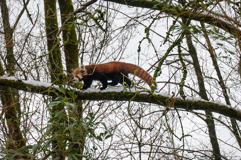 Adulter männlicher Roter Panda LIAM am 12. Januar 2025 auf der Außenanlage im Grünen Zoo Wuppertal