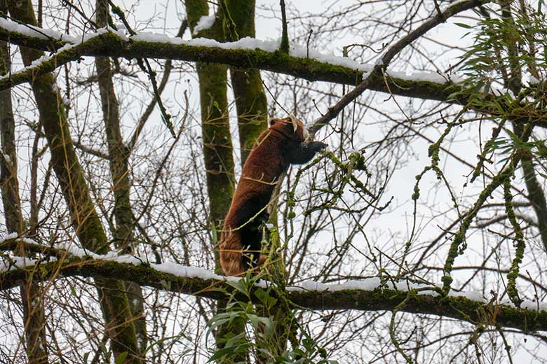 Adulter männlicher Roter Panda LIAM am 12. Januar 2025 auf der Außenanlage im Zoologischen Garten der Stadt Wuppertal