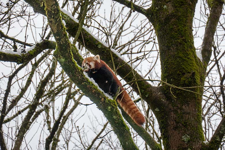 Adulter männlicher Roter Panda LIAM am 12. Januar 2025 auf der Außenanlage im Grünen Zoo Wuppertal