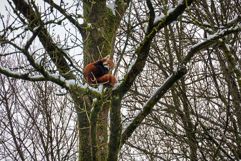 Adulter männlicher Roter Panda LIAM am 12. Januar 2025 auf der Außenanlage im Zoologischen Garten Wuppertal