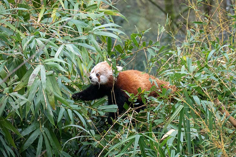 Weibliches Roter Panda-Jungtier JINJIN am 16. Januar 2025 auf der Panda-Außenanlage im Grünen Zoo Wuppertal