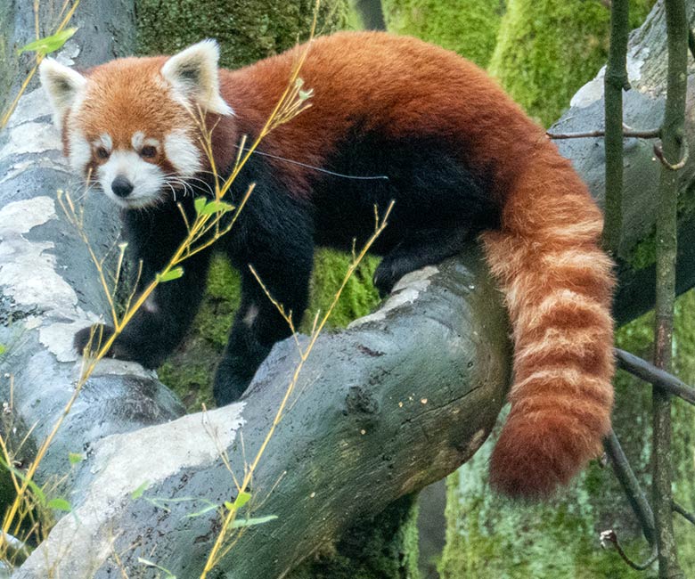 Weibliches Roter Panda-Jungtier JINJIN, adulter männlicher Roter Panda LIAM und adulter weiblicher Roter Panda UMA am 16. Januar 2025 auf der Panda-Außenanlage im Zoo Wuppertal