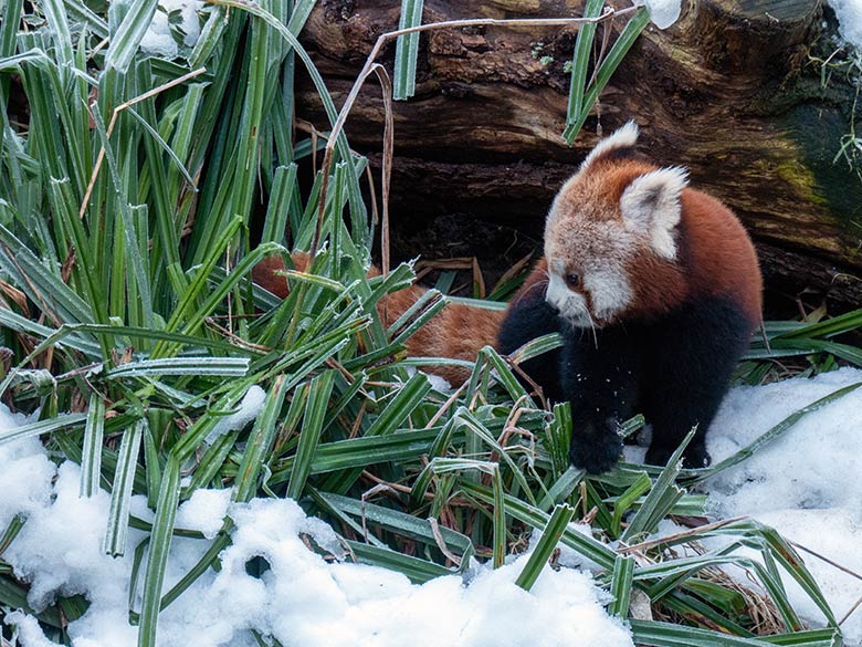 Weibliches Roter Panda-Jungtier JINJIN am 17. Januar 2025 auf der Panda-Außenanlage im Grünen Zoo Wuppertal