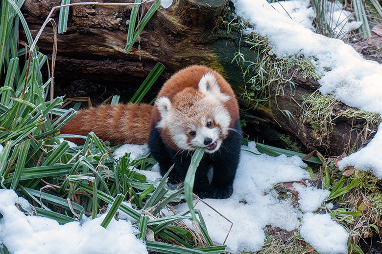 Weibliches Roter Panda-Jungtier JINJIN am 17. Januar 2025 auf der Panda-Außenanlage im Zoologischen Garten der Stadt Wuppertal