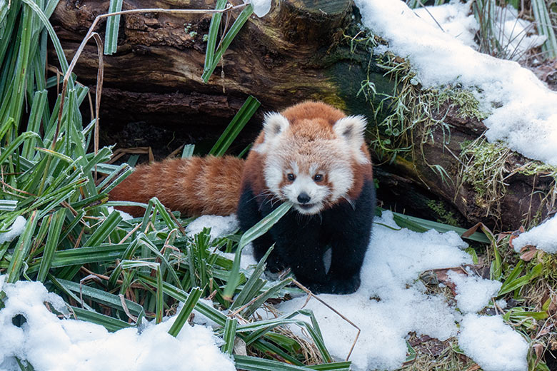 Weibliches Roter Panda-Jungtier JINJIN am 17. Januar 2025 auf der Panda-Außenanlage im Zoo Wuppertal