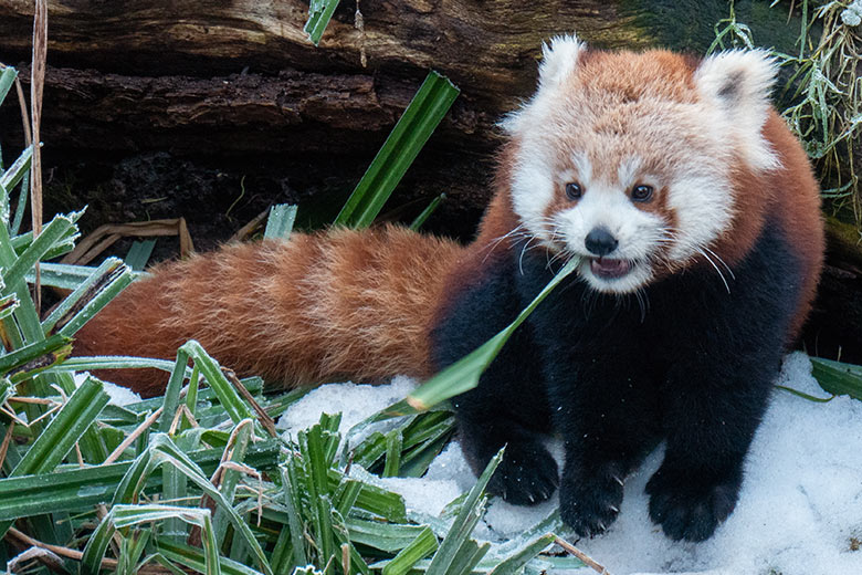 Weibliches Roter Panda-Jungtier JINJIN am 17. Januar 2025 auf der Panda-Außenanlage im Wuppertaler Zoo