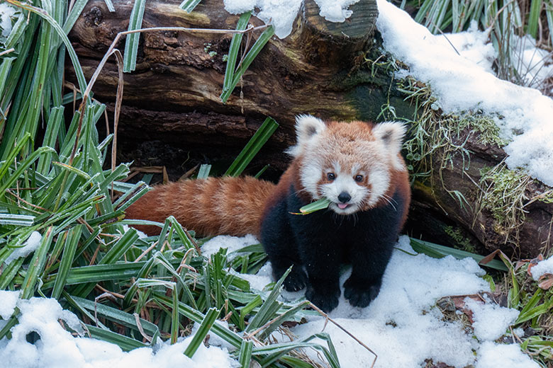 Weibliches Roter Panda-Jungtier JINJIN am 17. Januar 2025 auf der Panda-Außenanlage im Grünen Zoo Wuppertal