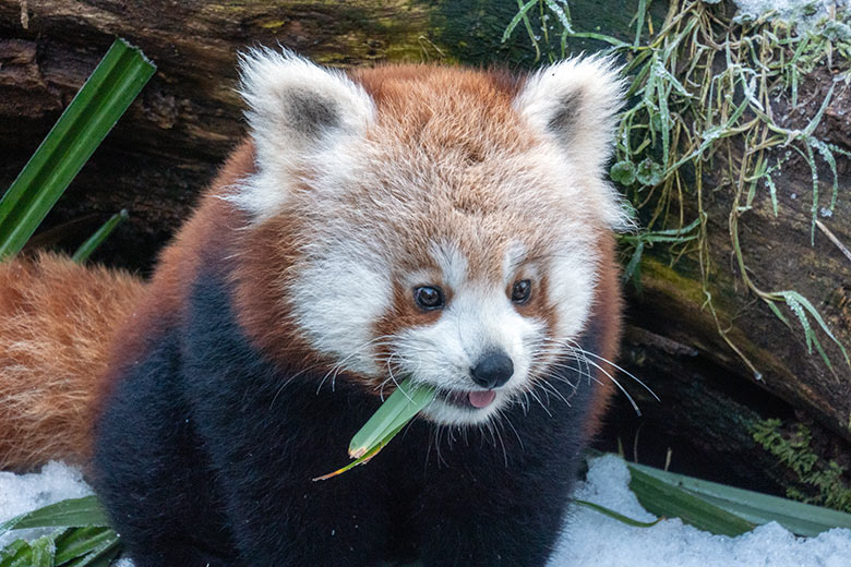 Weibliches Roter Panda-Jungtier JINJIN am 17. Januar 2025 auf der Panda-Außenanlage im Zoologischen Garten Wuppertal