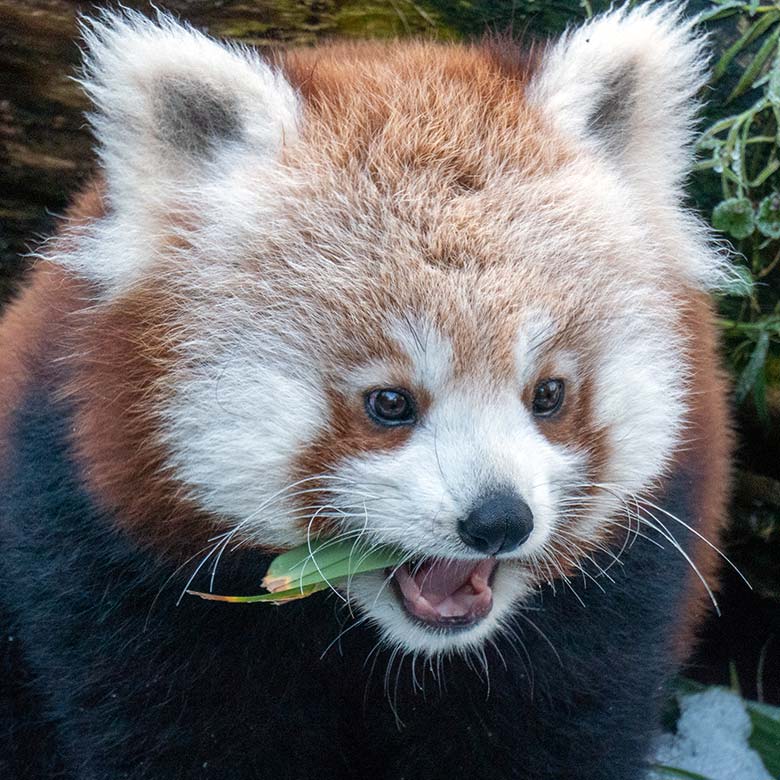 Weibliches Roter Panda-Jungtier JINJIN am 17. Januar 2025 auf der Panda-Außenanlage im Zoo Wuppertal