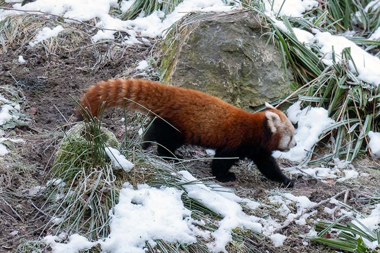 Weibliches Roter Panda-Jungtier JINJIN am 17. Januar 2025 auf der Panda-Außenanlage im Wuppertaler Zoo