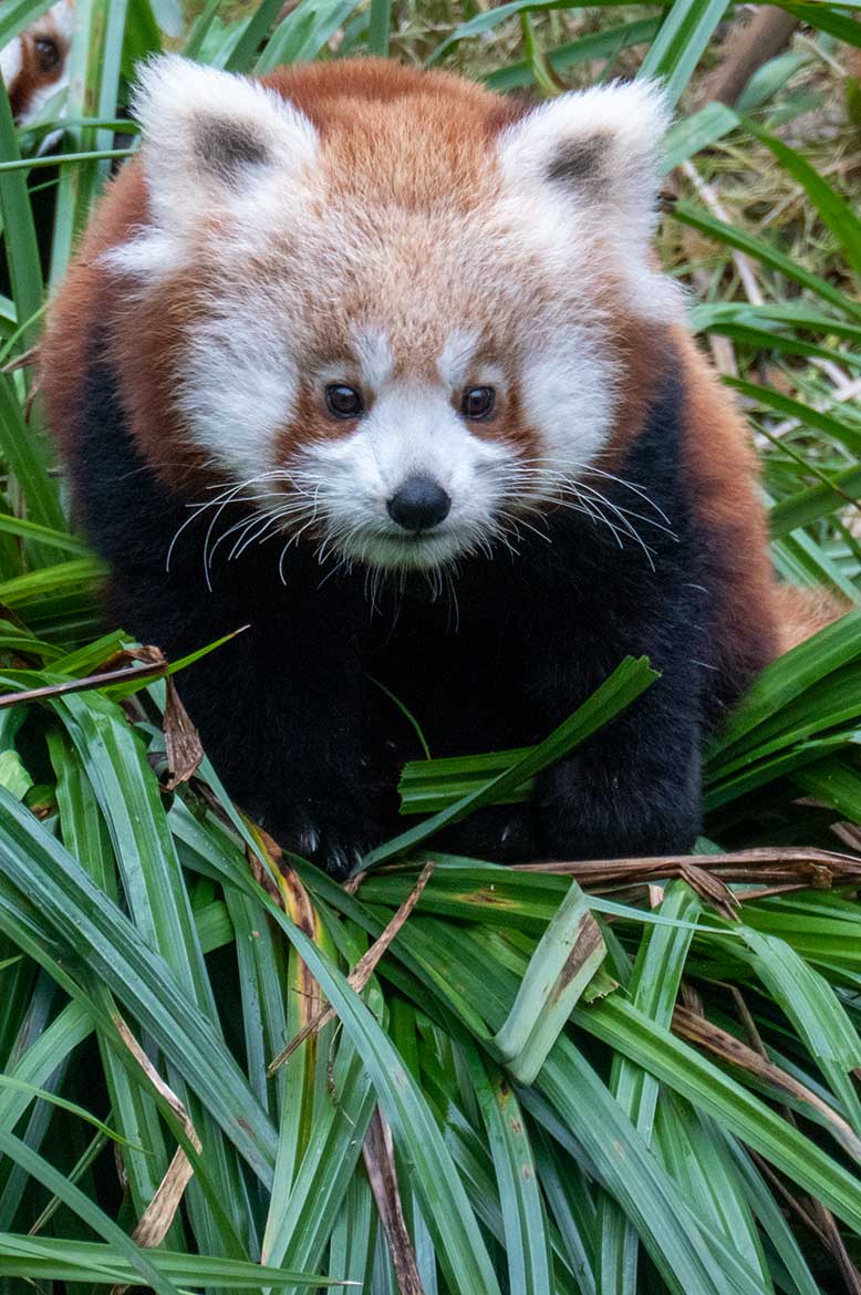 Weibliches Roter Panda-Jungtier JINJIN am 24. Januar 2025 auf der Panda-Außenanlage im Grünen Zoo Wuppertal