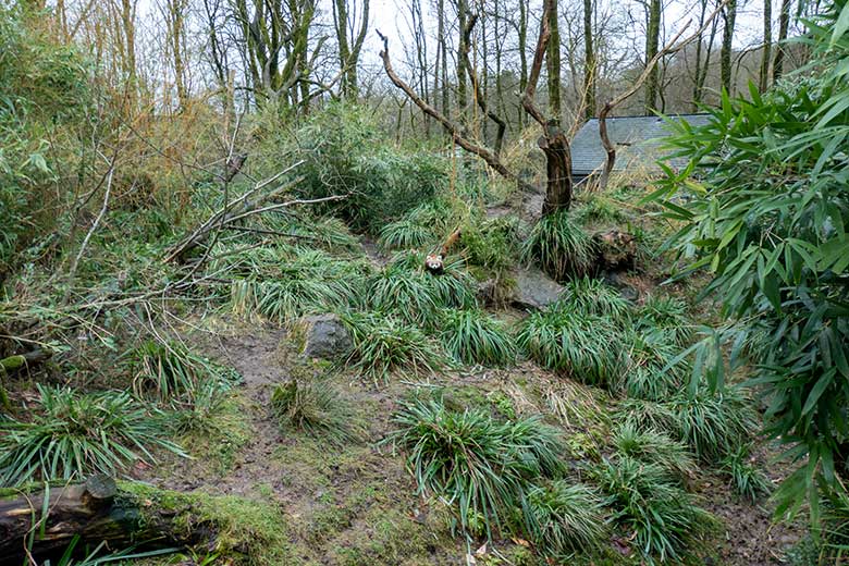 Weibliches Roter Panda-Jungtier JINJIN mit seinen Panda-Eltern am 24. Januar 2025 auf der Panda-Außenanlage im Zoologischen Garten der Stadt Wuppertal