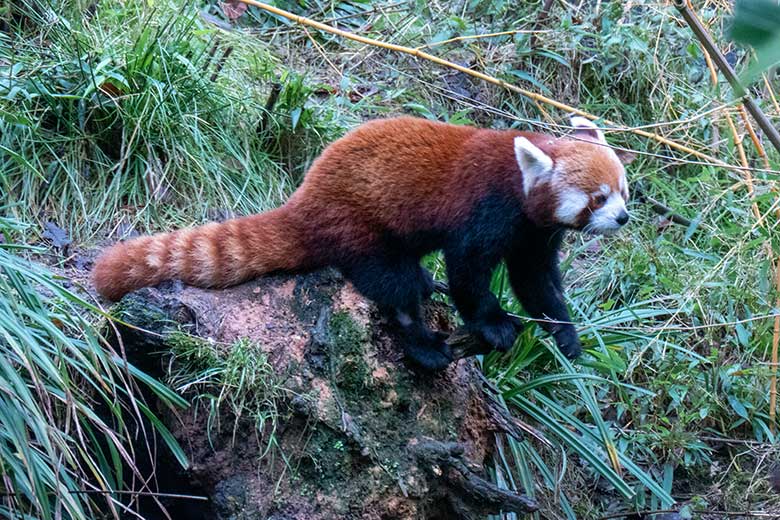 Adulter männlicher Roter Panda LIAM am 24. Januar 2025 auf der Panda-Außenanlage im Zoologischen Garten Wuppertal