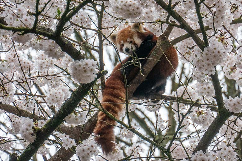Roter Panda in blühender Kirsche am 30. März 2025 auf der Panda-Außenanlage im Grünen Zoo Wuppertal