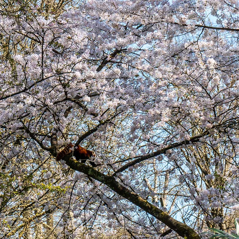 Roter Panda in blühender Kirsche am 3. April 2025 auf der Panda-Außenanlage im Zoo Wuppertal