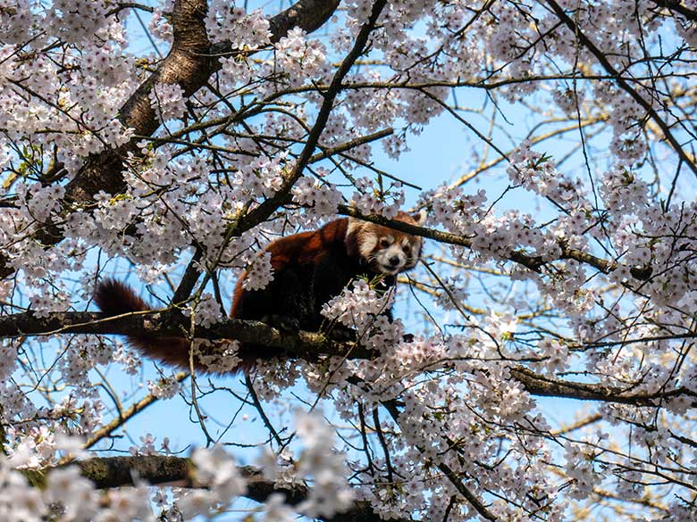 Roter Panda in blühender Kirsche am 3. April 2025 auf der Panda-Außenanlage im Grünen Zoo Wuppertal