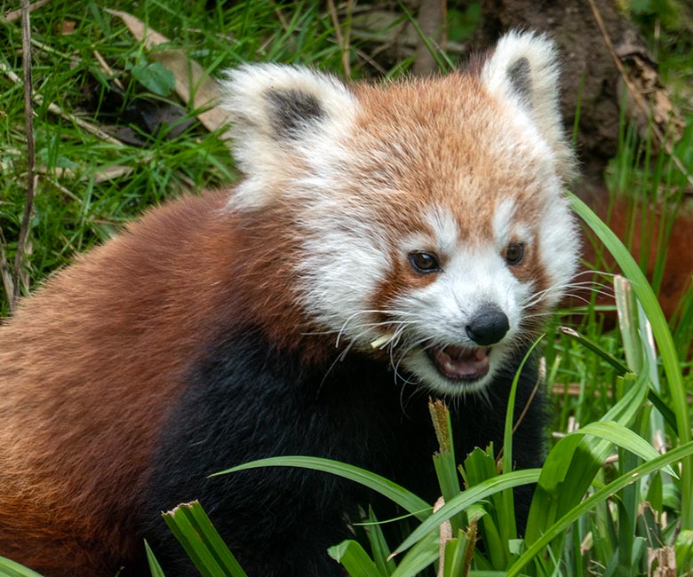 Roter Panda-Jungtier JINJIN am 22. April 2025 auf der Panda-Außenanlage im Zoologischen Garten Wuppertal