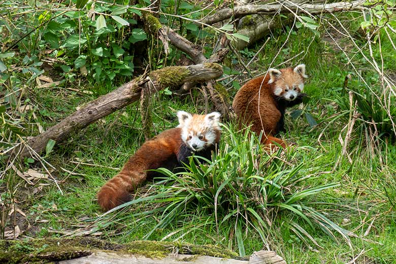 Roter Panda-Jungtier JINJIN und weiblicher Roter Panda UMA am 22. April 2025 auf der Panda-Außenanlage im Wuppertaler Zoo