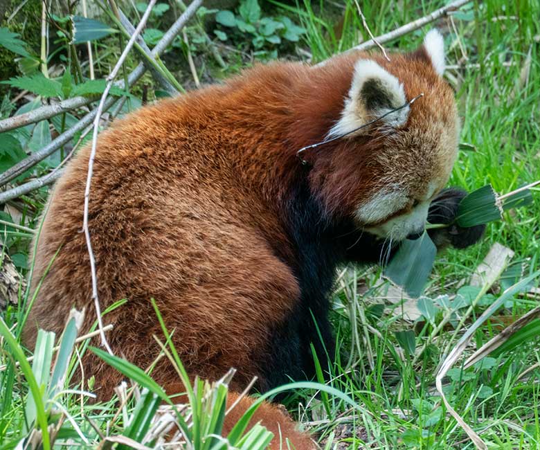 Weiblicher Roter Panda UMA am 22. April 2025 auf der Panda-Außenanlage im Zoo Wuppertal