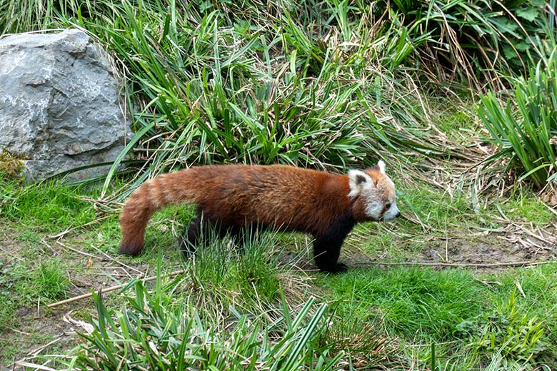 Weiblicher Roter Panda UMA am 22. April 2025 auf der Panda-Außenanlage im Zoologischen Garten der Stadt Wuppertal