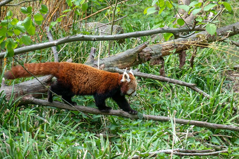 Weiblicher Roter Panda UMA am 22. April 2025 auf der Panda-Außenanlage im Wuppertaler Zoo