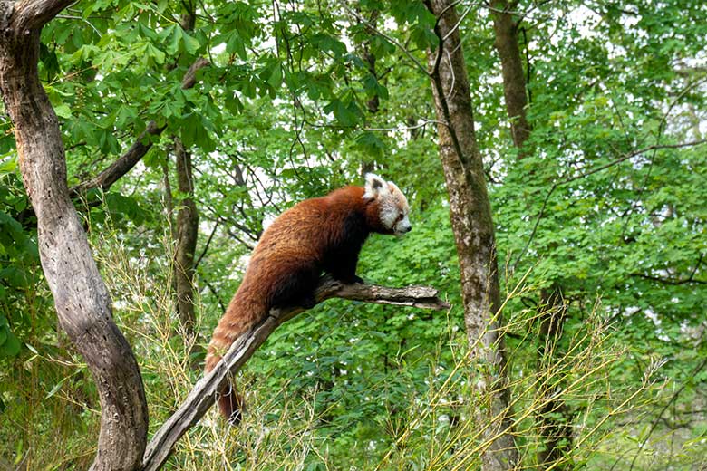 Weiblicher Roter Panda UMA am 22. April 2025 auf der Panda-Außenanlage im Grünen Zoo Wuppertal