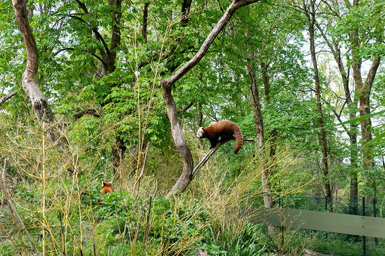 Roter Panda-Jungtier JINJIN und weiblicher Roter Panda UMA am 22. April 2025 auf der Panda-Außenanlage im Zoo Wuppertal