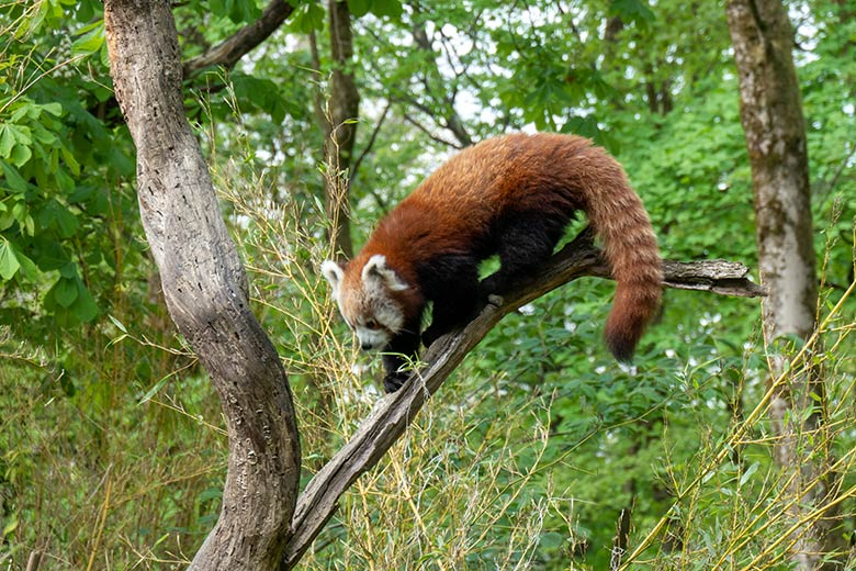 Weiblicher Roter Panda UMA am 22. April 2025 auf der Panda-Außenanlage im Zoologischen Garten Wuppertal