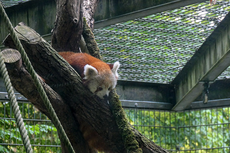 Weibliches Roter Panda-Jungtier JINJIN am 28. August 2025 auf der ehemaligen Außenanlage der Nebelparder am sogenannten Großkatzen-Haus im Wuppertaler Zoo