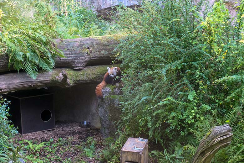 Weibliches Roter Panda-Jungtier JINJIN am 19. September 2025 auf der Außenanlage der Orang-Utans im Zoologischen Garten der Stadt Wuppertal