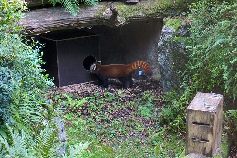 Weibliches Roter Panda-Jungtier JINJIN am 19. September 2025 auf der Außenanlage der Orang-Utans im Wuppertaler Zoo