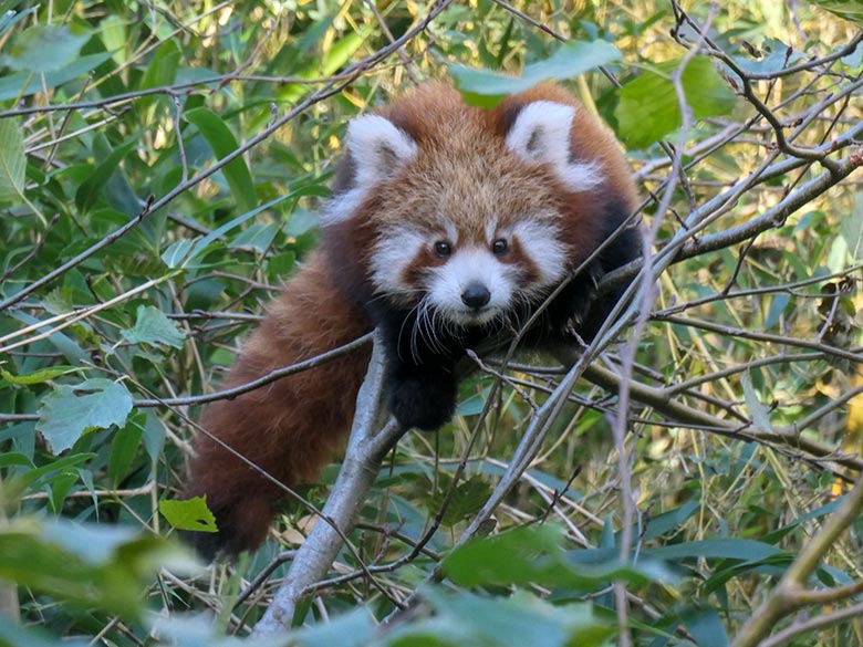 Noch namenloses weibliches Roter Panda-Jungtier am 7. November 2025 auf der Außenanlage im Grünen Zoo Wuppertal