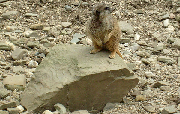 Erdmännchen im Zoologischen Garten Wuppertal im April 2008